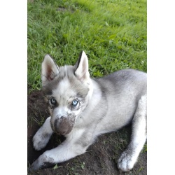 Kuidas Rocky meie ellu saabus 