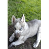 Kuidas Rocky meie ellu saabus